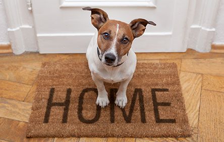 Don’t Forget the Pets! How Pet Friendly Marketing Can Help.